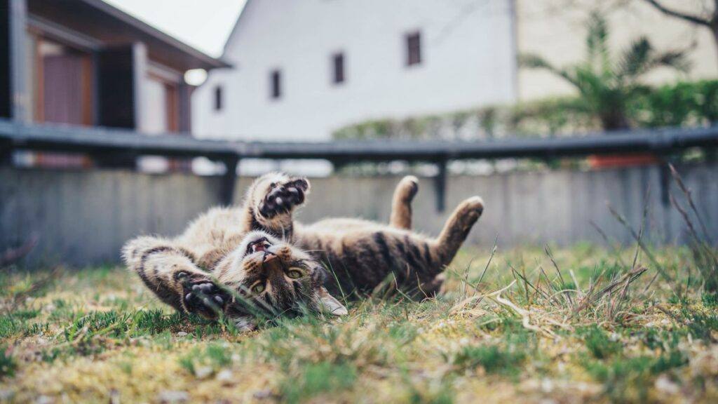 Cat rolling outside in the yard