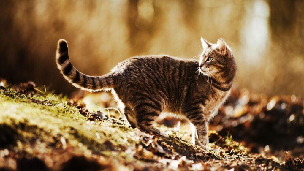 Cat Running Down a Hill