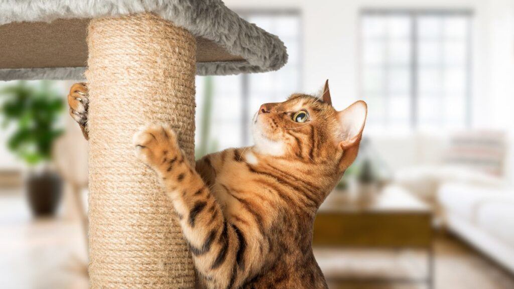 Cat Scratching a Cat Tree