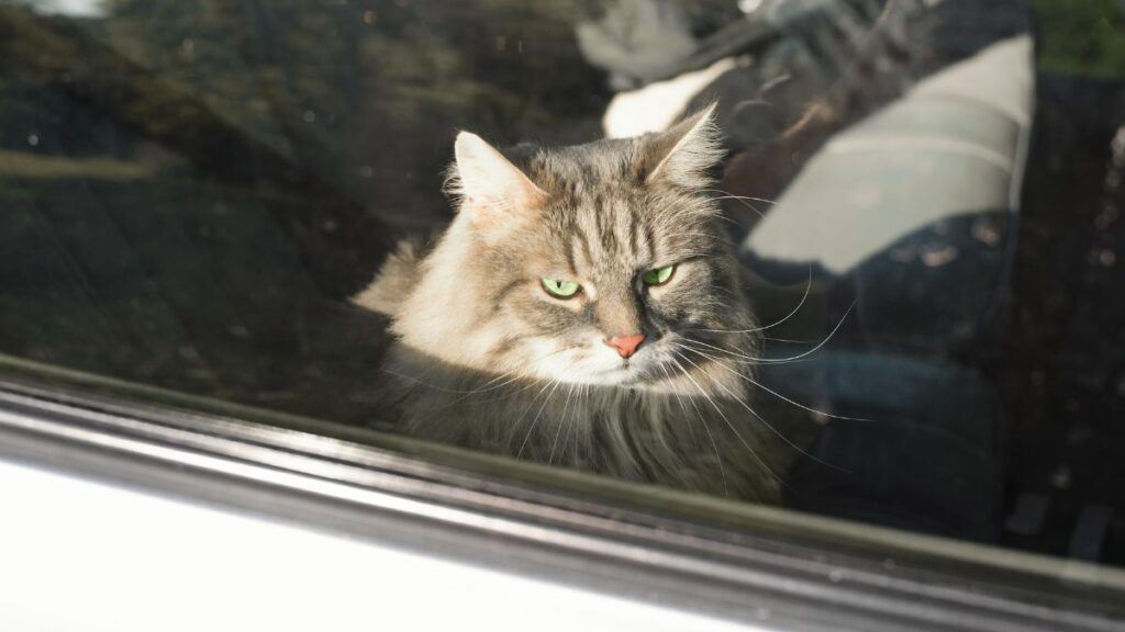 Portrait of a sad cat sitting in the car. Angry, green-eyed, gray cat trapped inside the car.