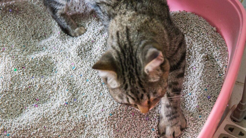 Cat digging in pink litter box