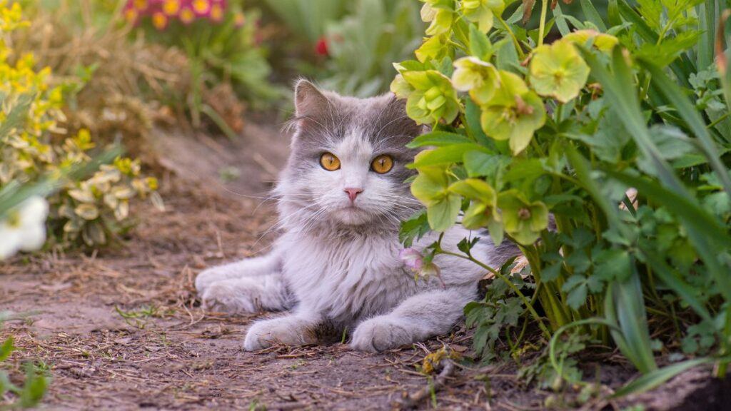 Cat Lying outside next to some greenery