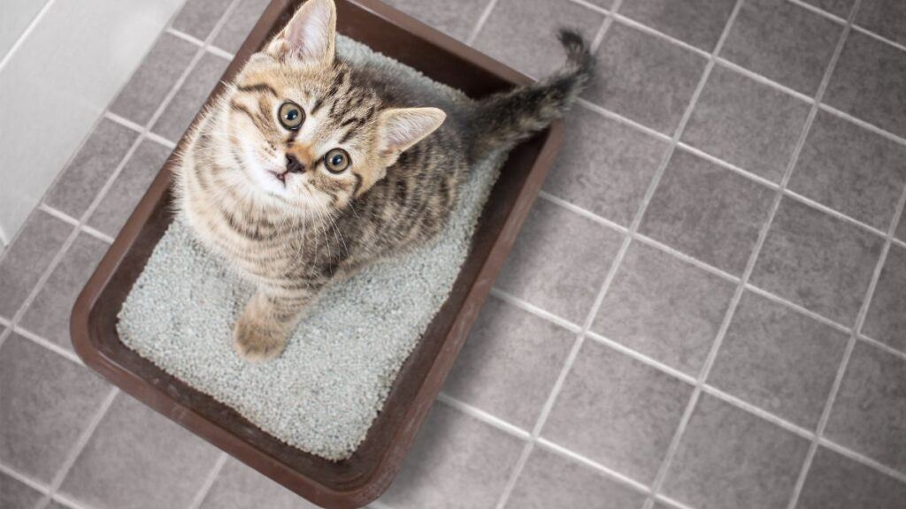 Cat top view sitting in litter box with sand on bathroom floor