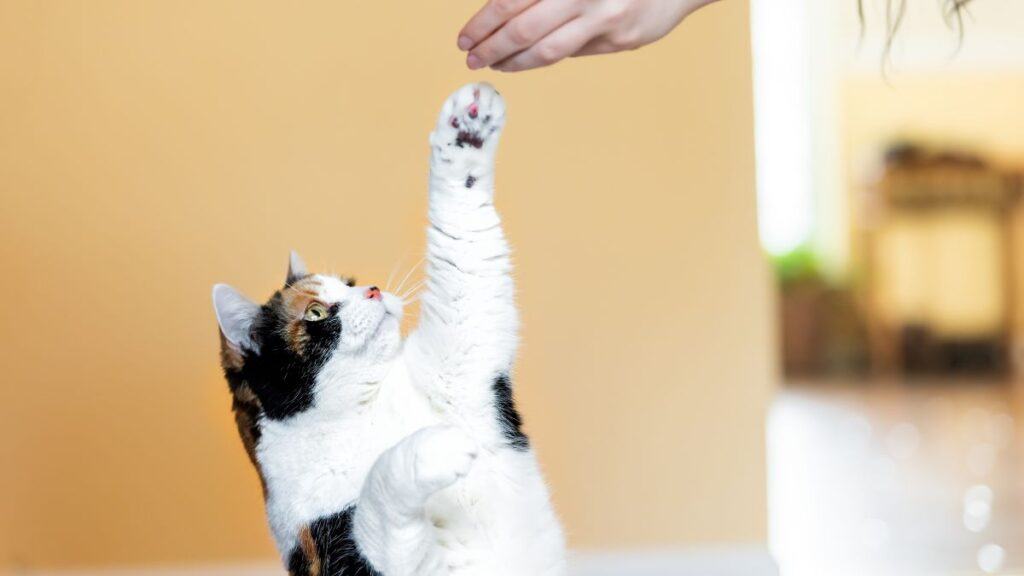 Calico cat standing up on hind legs, begging, picking, asking food in living room, doing trick with front paw, claws with woman hand holding treat