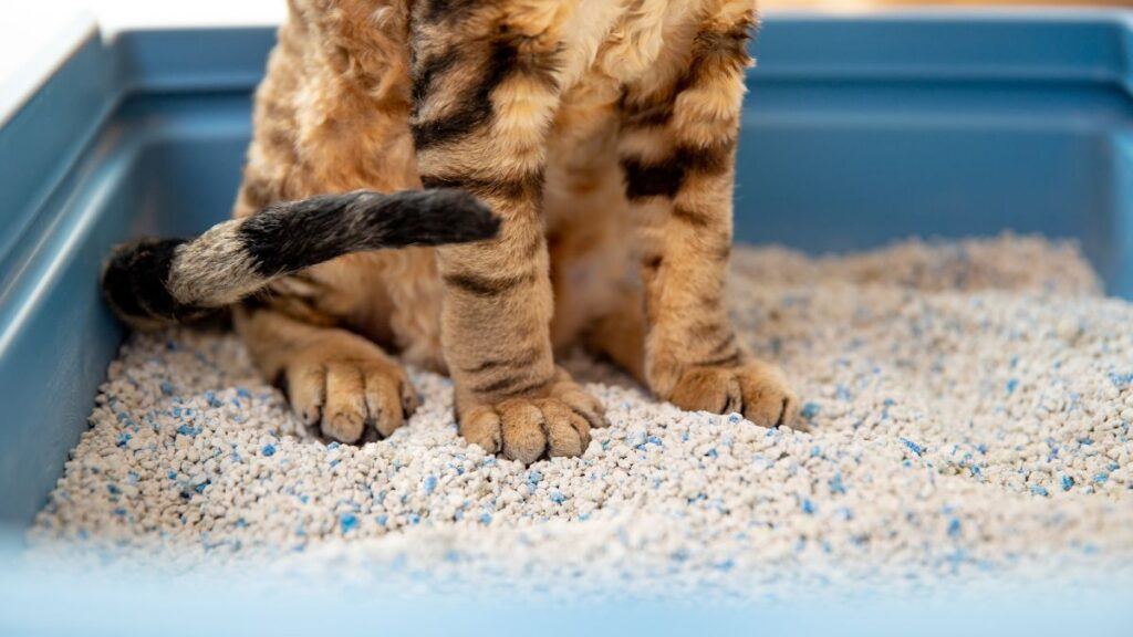 Close up of a Shorthair cat in litter box