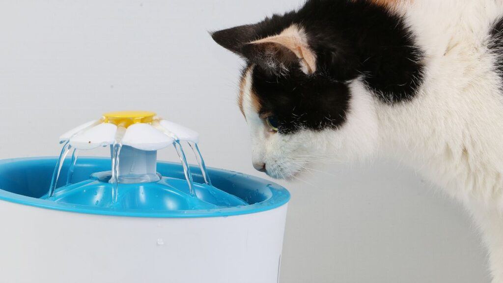 Cat about to drink out of a water fountain