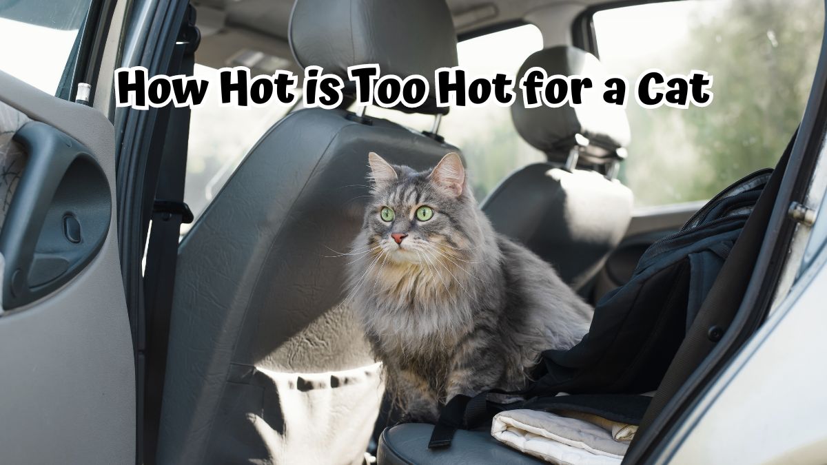 Cat sitting in the back seat of a car with the door open - How Hot is Too Hot for a cat