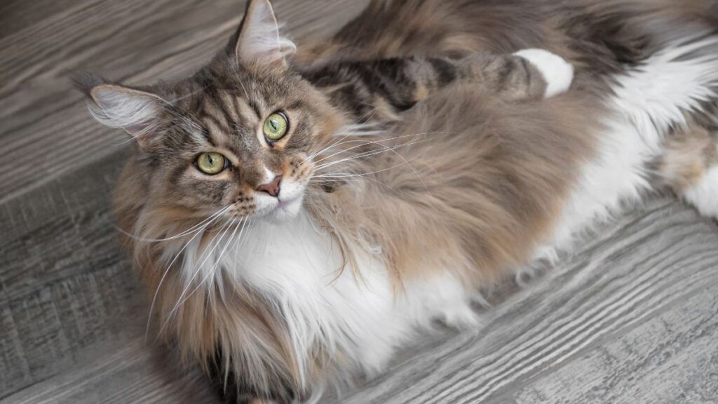 Long Hair Maine Coon Cat lying down