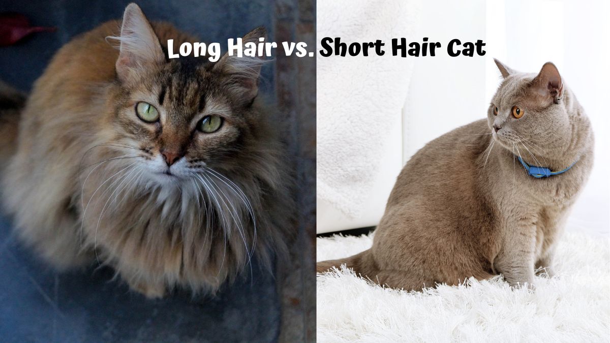 Long Hair and Short Hair Cat