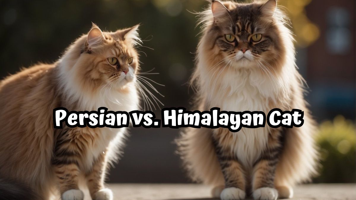 Persian cat Looking at a Himalayan Cat