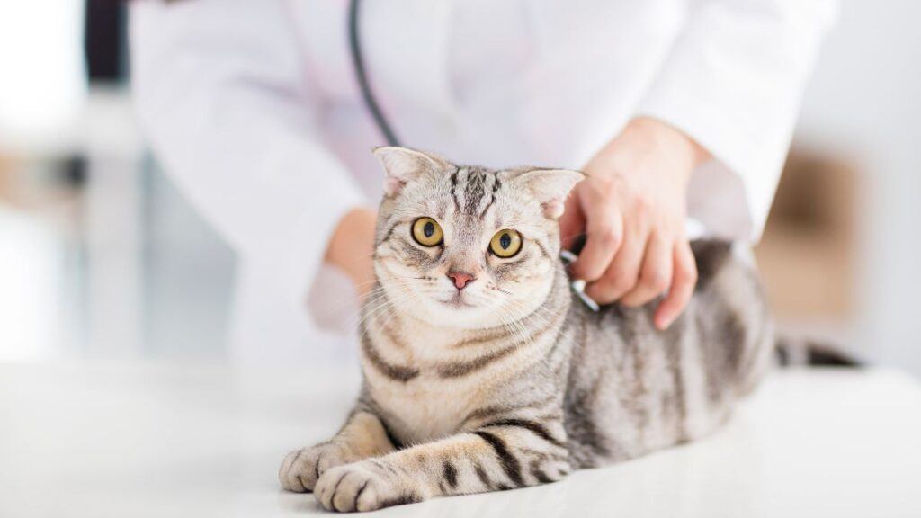 Pretty cat being checked out at the vet