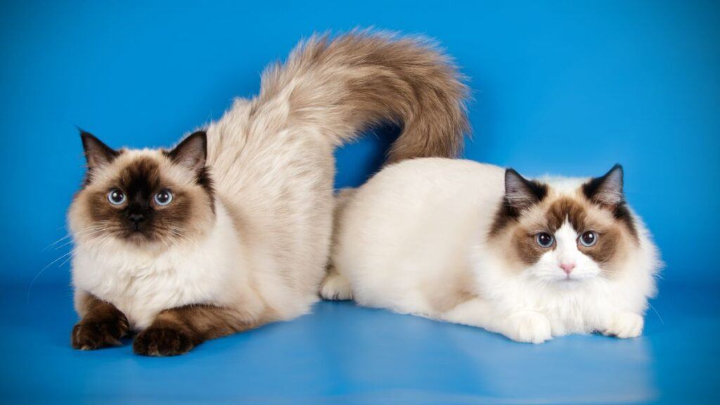Two Ragdoll cats on a blue background