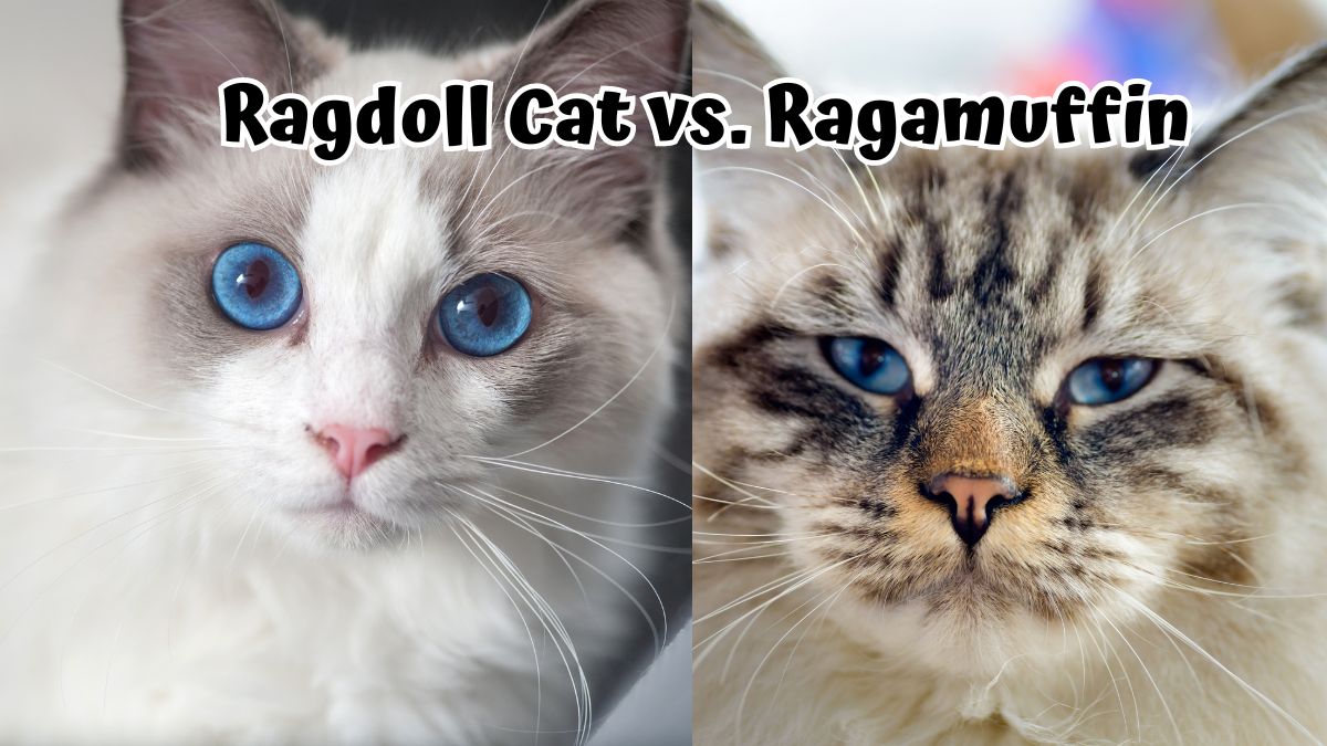 Close up of the faces of a Ragdoll and Ragamuffin Cat