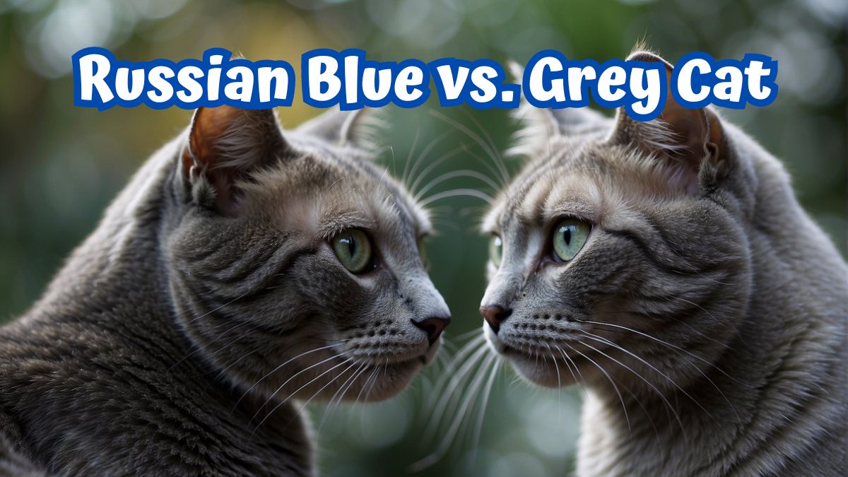 A Russian Blue and a grey cat facing off.