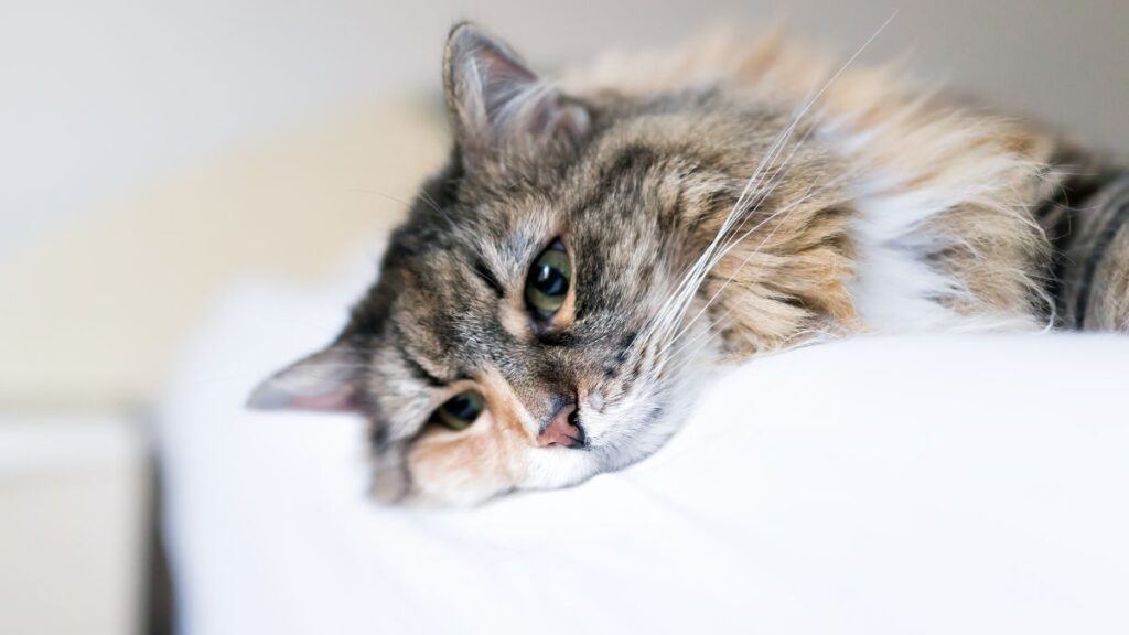 Sad cat lying head on white sofa