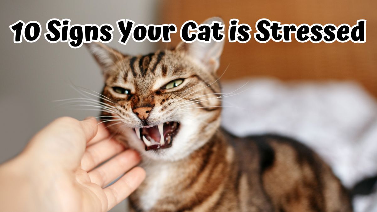 Man woman petting stroking hissing angry tabby cat. Relationship of owner and domestic feline animal pet. Mad savage furry kitten. Scared cat is afraid of a stranger. 10 Signs Your Cat is Stressed