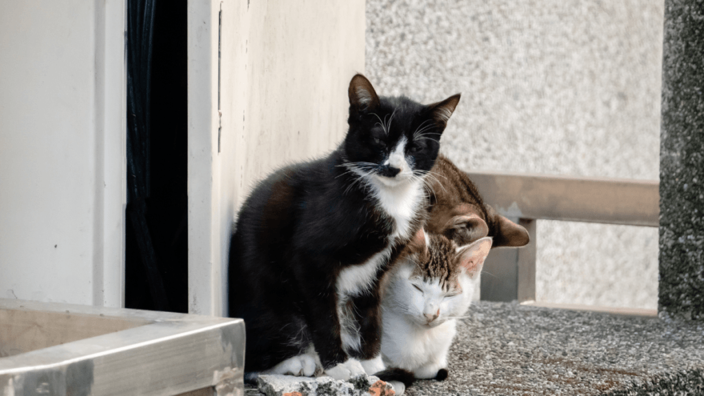 stray outdoor cats sitting beside a home