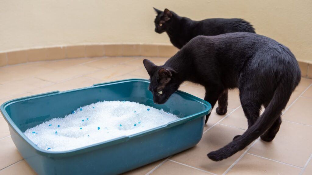 Two black cats going to relieve need in a box with silicone outdoors.