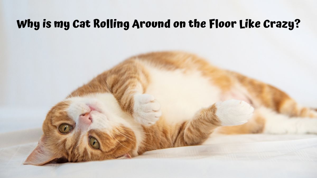 Orange cat rolling on the floor - Why is my Cat Rolling Around on the Floor Like Crazy?