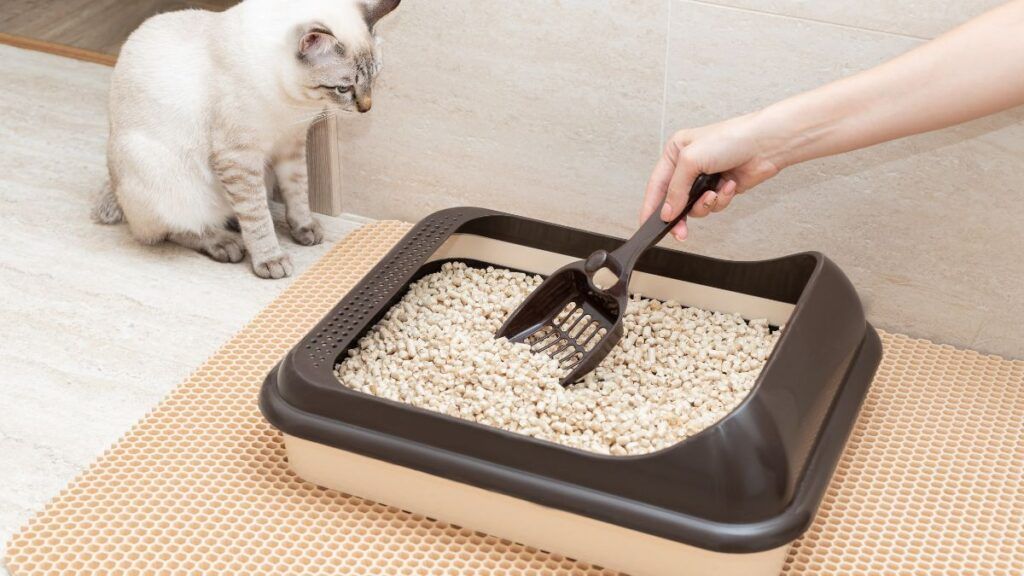 Woman Cleaning Out Litter Box while cat looks on