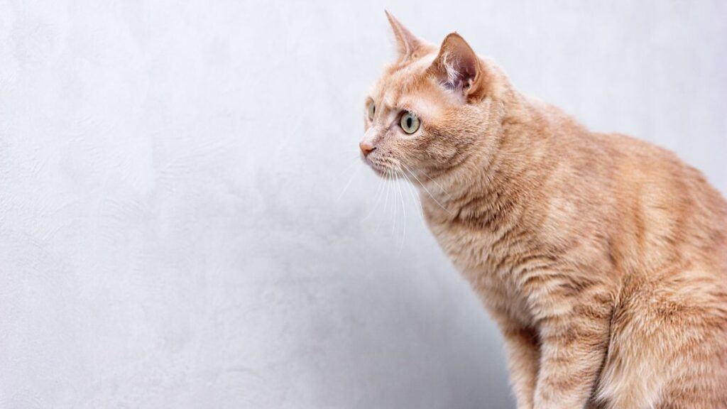 Orange cat intently listening