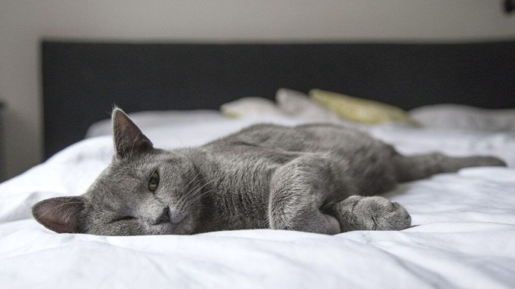 Grey cat lying on the foot of the bed