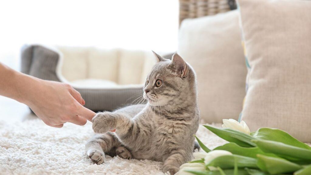 Person playing with a cute grey cat