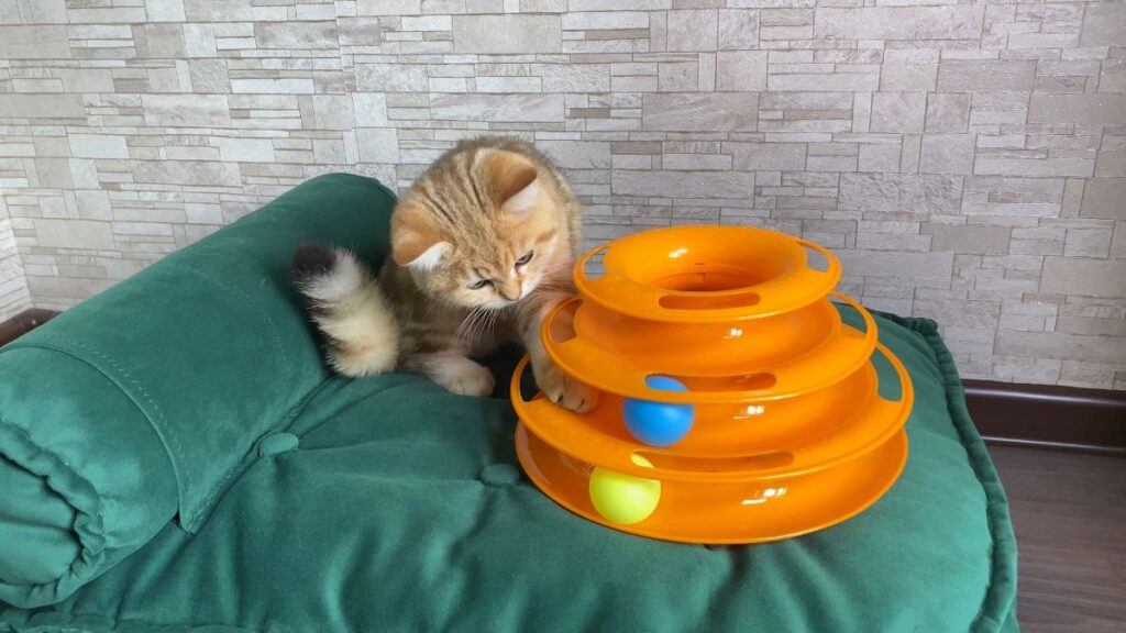 Orange cat playing with a ball spiral toy