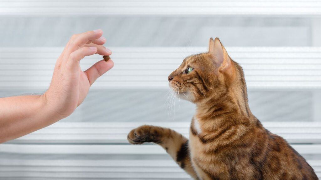 Person holding food in front of a cat