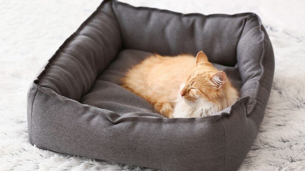 Orange cat lying in a grey square cat bed