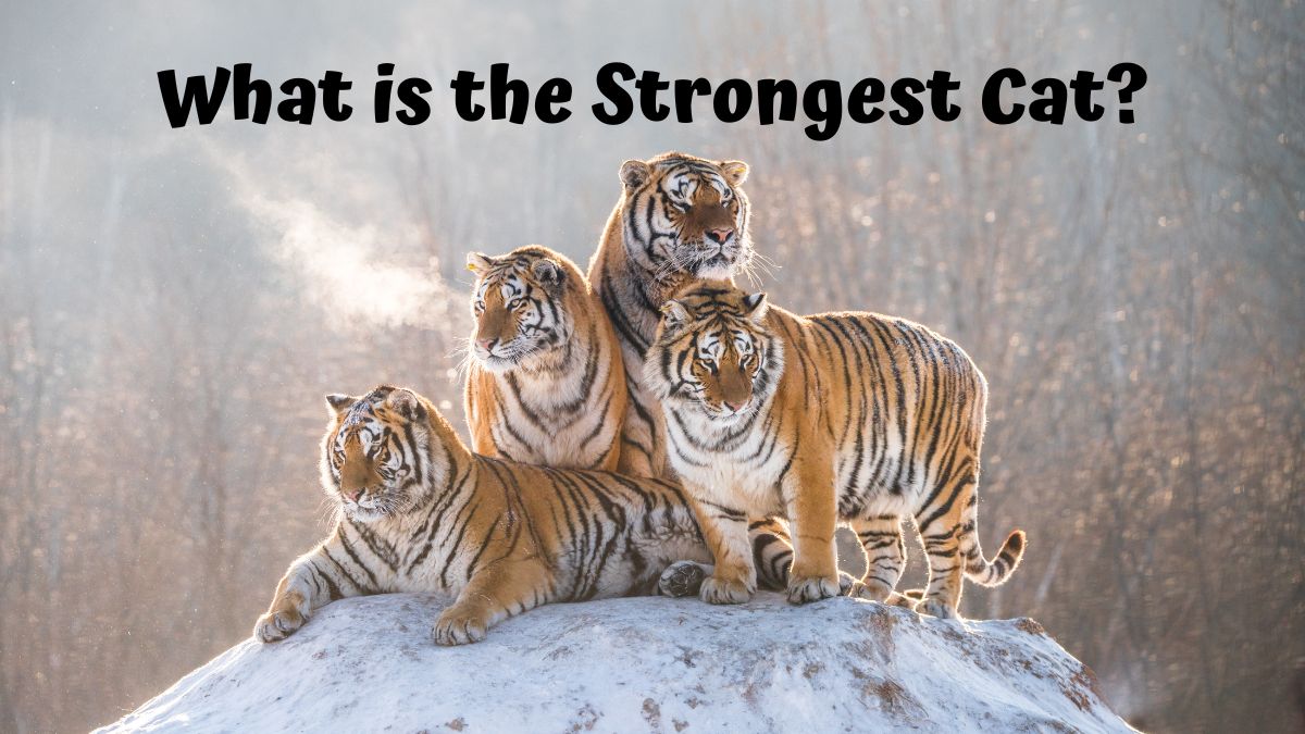 Four tigers sitting on top of a snow covered hill