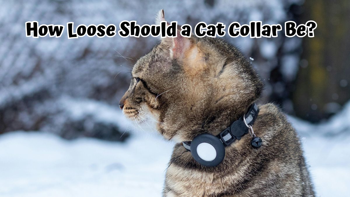 Side view of a cat wearing a collar outside during the winter