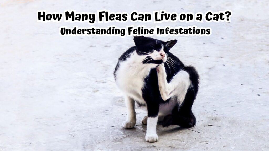 How Many Fleas Can Live on a Cat Understanding Feline Infestations