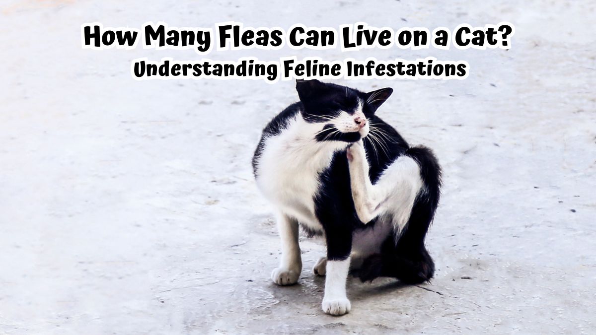 Cat scratching under chin - How Many Fleas Can Live on a Cat