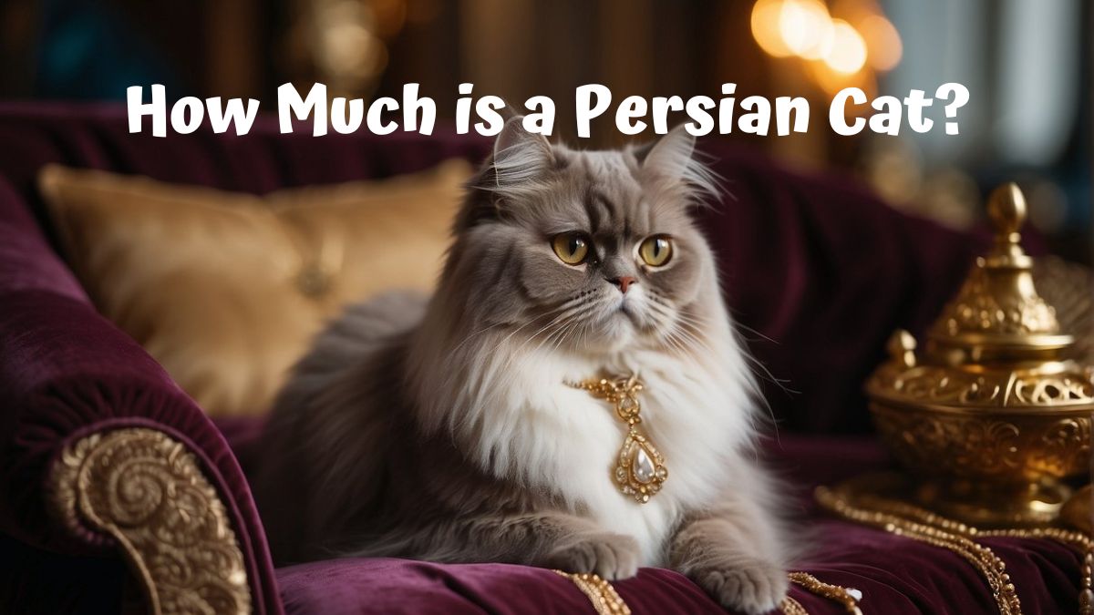 Persian Cat sitting on a thrown - How much is a Persian Cat?