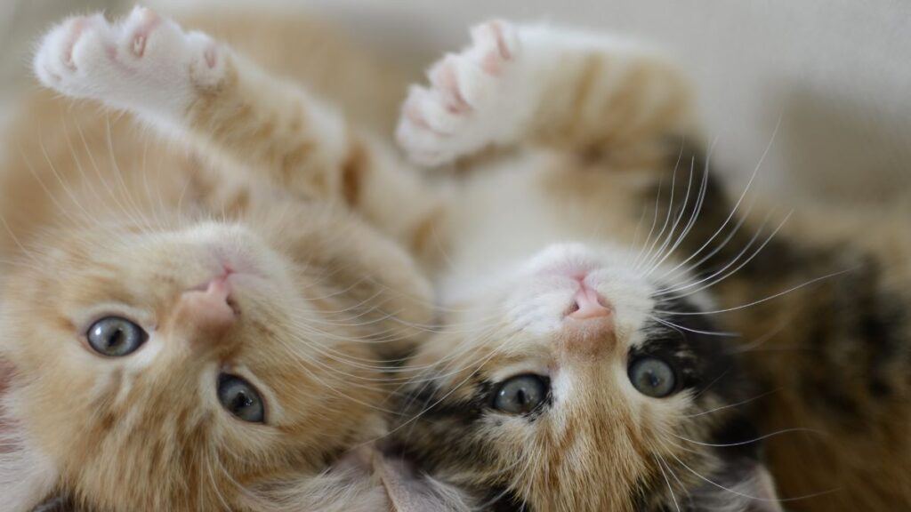 Two Kittens lying on their back with paws up